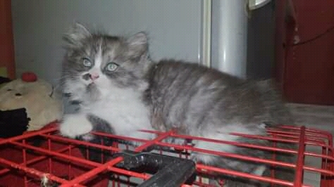 Persian kittens available for adoption
