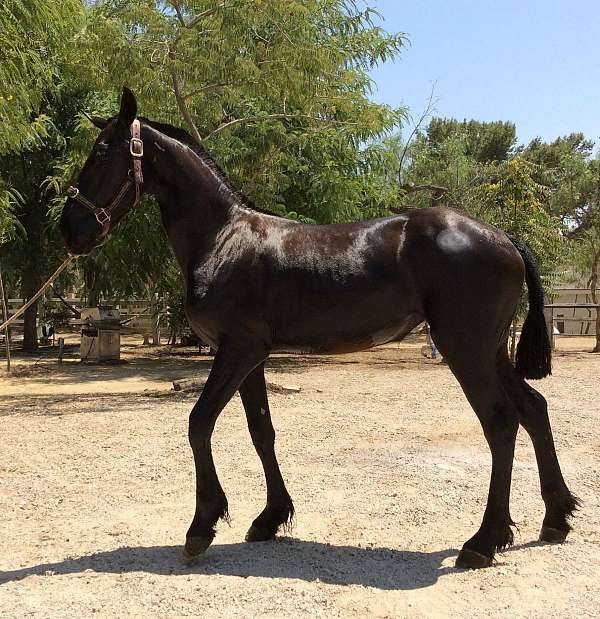 Alex is an Amazing Friesian Gelding up for sale