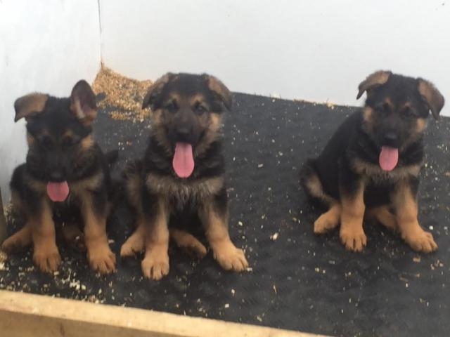 Three female Shepherd pups