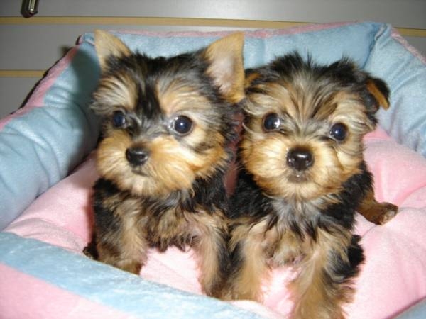 adorable yorkie puppies 12 weeks old ready to go