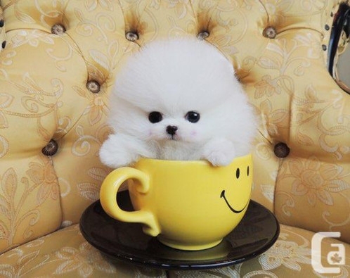  Adorable Princess, Ice White Pomeranian Available