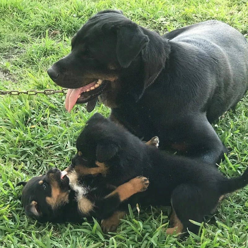 Healthy rottweiler puppies available for sale 