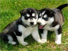 Beautiful Husky Puppies 2 Girl Left(901) 630-7687